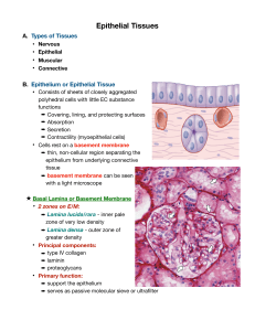 Lecture 3 (Epithelial Tissues)