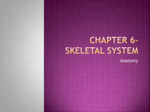 Skeletal System Notes
