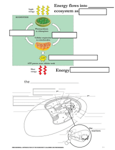 Chloroplast diagram -blank - SBI3C