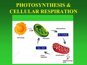 PHOTOSYNTHESIS  CELLULAR RESPIRATION - college