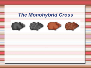 6-monohybrid cross [2011]