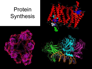 ppt-Protein systhesis