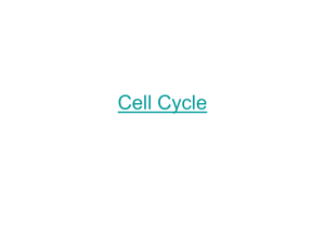 14 - Cell Cycle