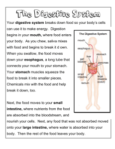 Digestive System Foldable and Article.2