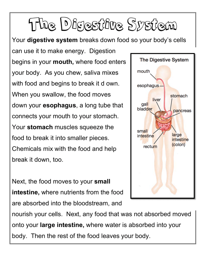 short essay on human digestive system