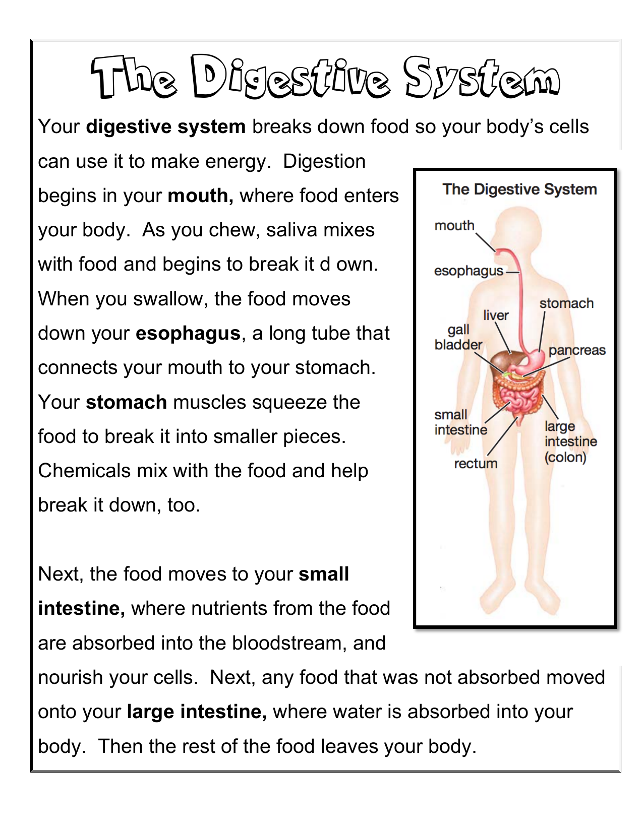 creative writing digestive system