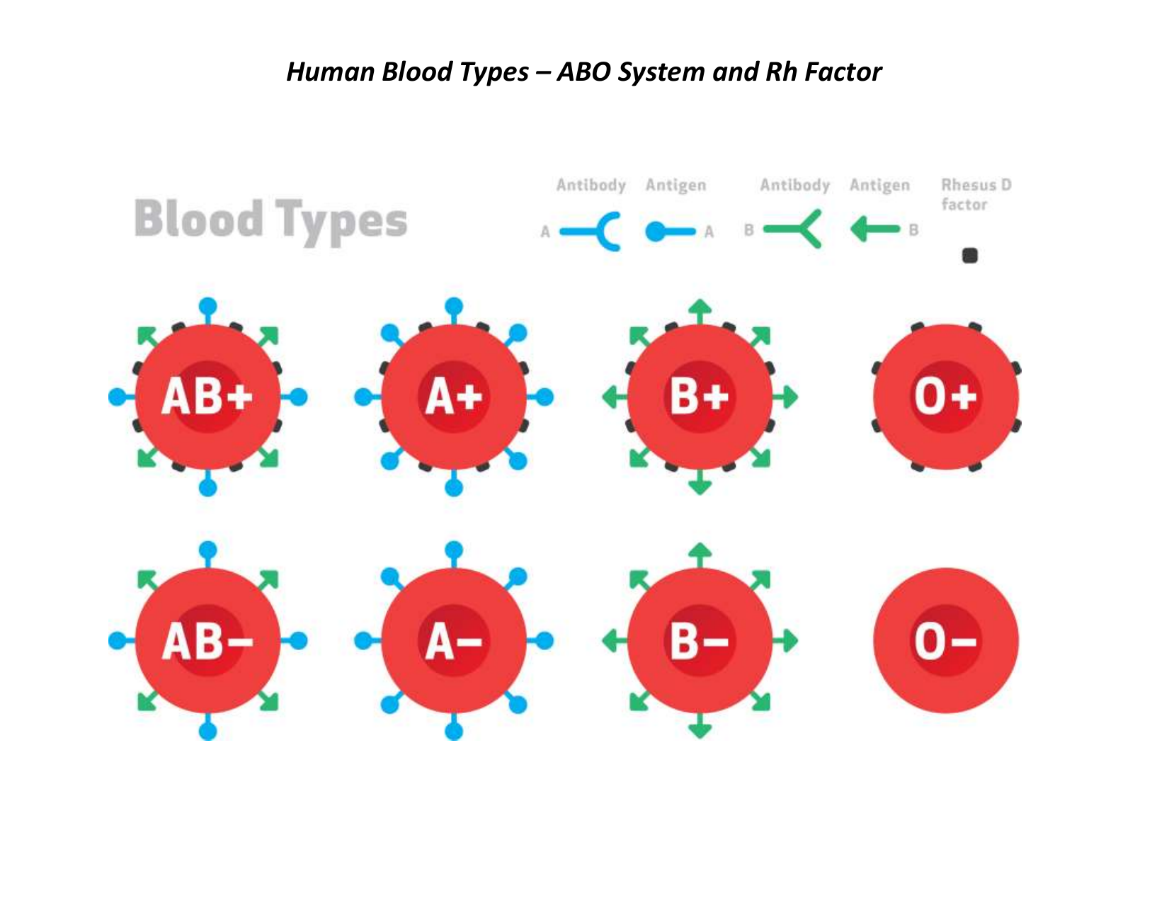 Chart 2018 Human Blood Types