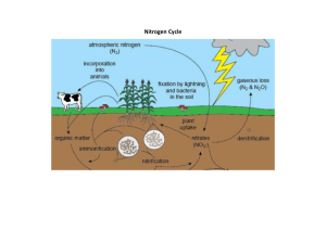 Nitrogen and Carbon Cycles