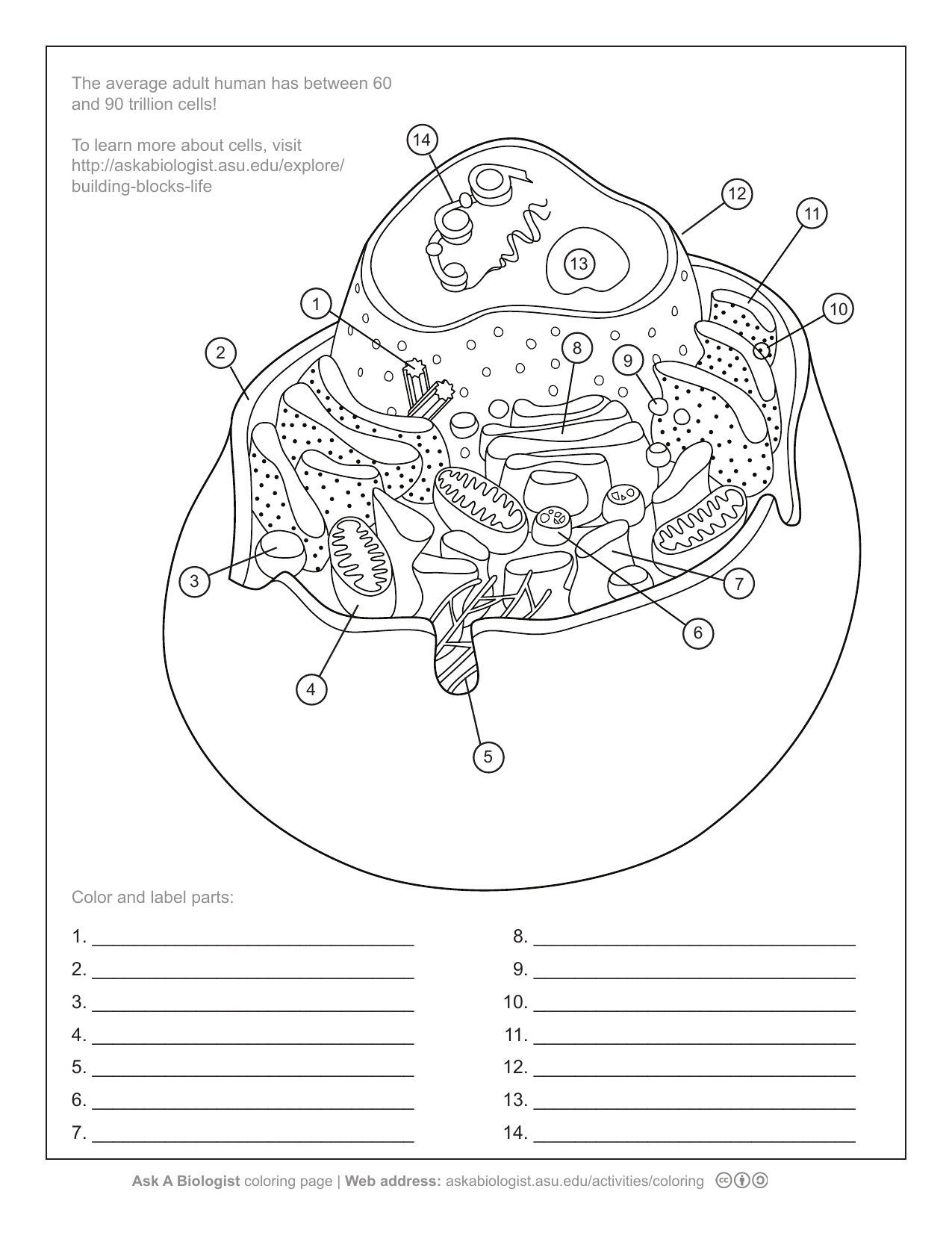 aab animal cell worksheet Within Animal Cell Coloring Worksheet