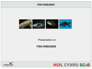 fish diseases