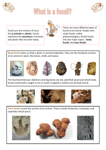 Factsheet - Fossils