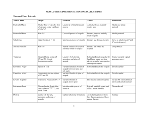 Muscle Origin, Insertion, Action, Innervation Chart