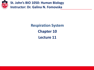 Bio 1050 Lecture 7 - Respiration
