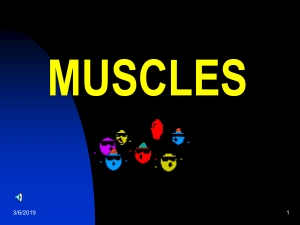 muscles
