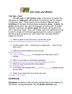 Katlyn Smith - cell cycle mitosis large packet for after test