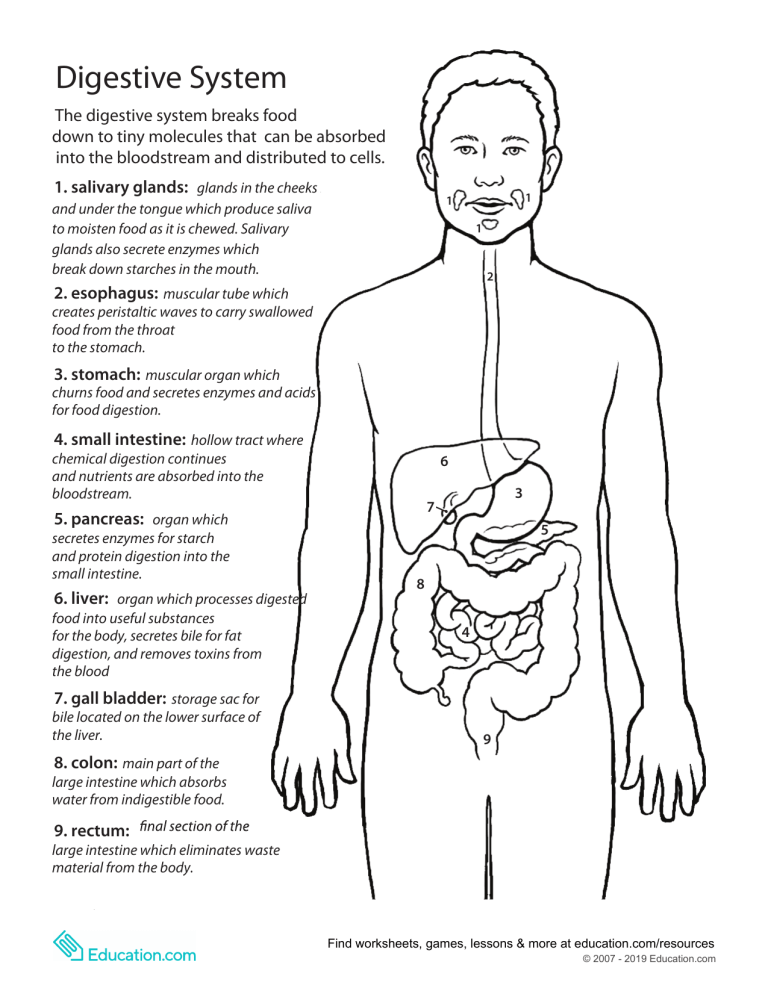 Inside out anatomy digestive