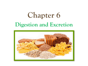Chapter 6 Digestion and excretion