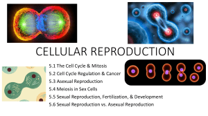CELLULAR REPRODUCTION Presentation