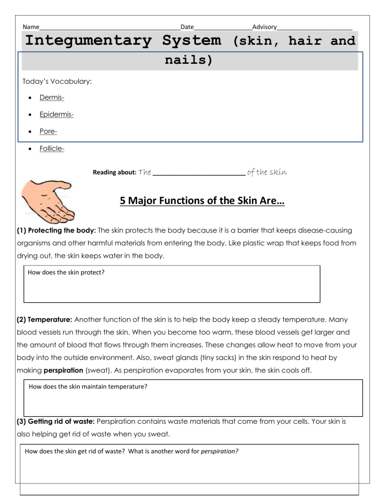 Integumentary System Worksheet