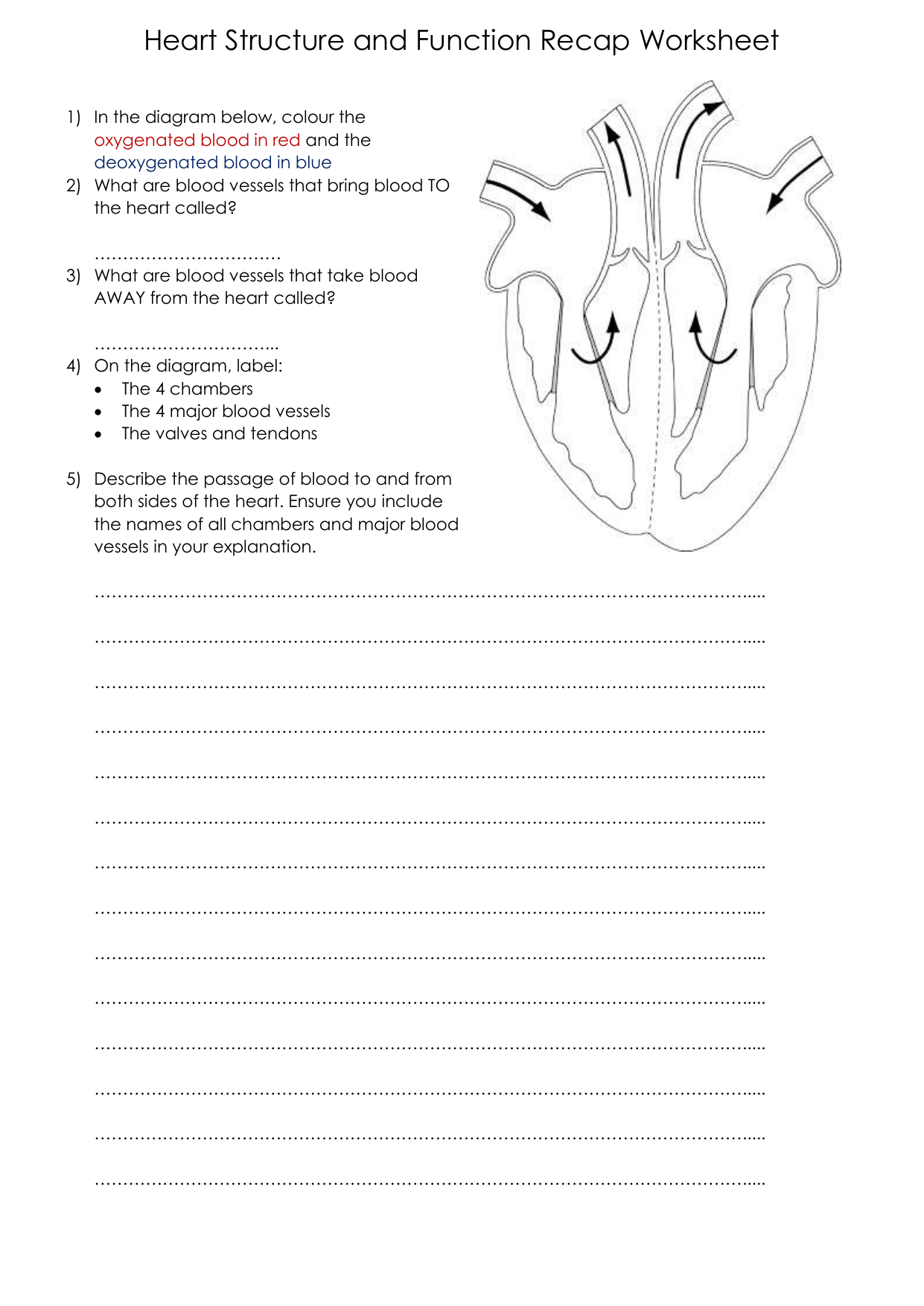 Heart-Structure-and-Function-Worksheet