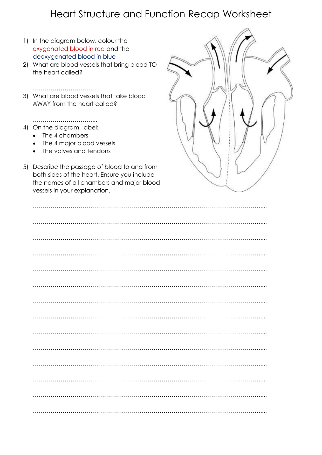 Heart Anatomy Worksheets