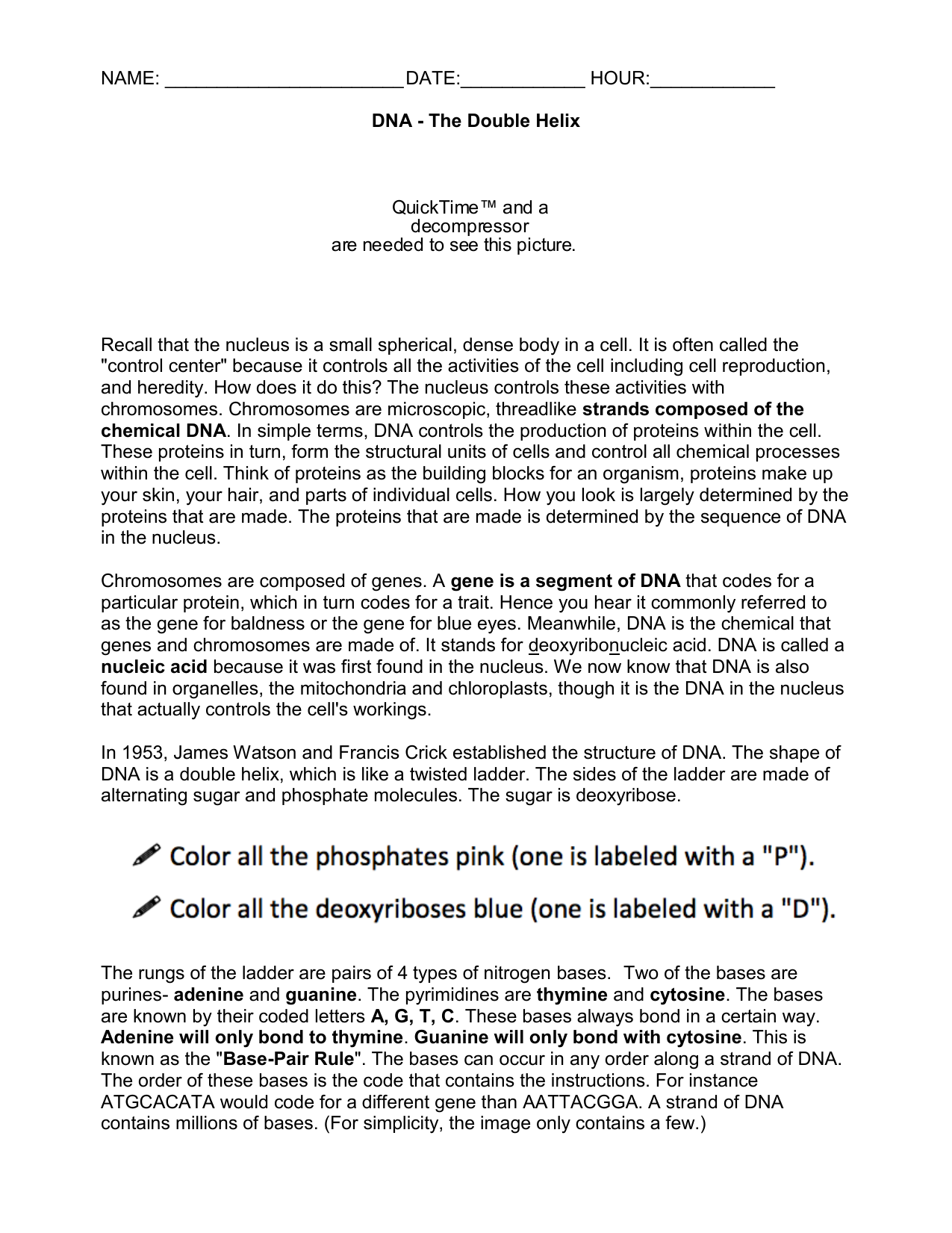 11.11DNA Worksheet In Dna The Double Helix Worksheet
