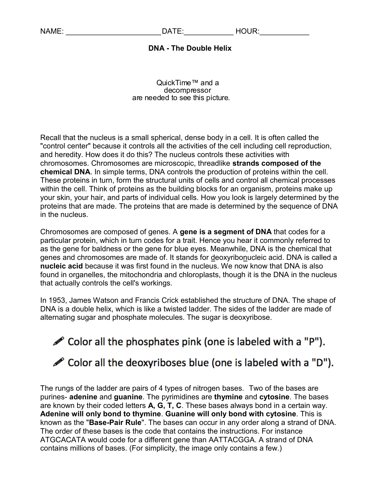 25.25DNA Worksheet With Dna The Double Helix Worksheet