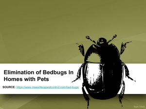 Elimination of Bedbugs In Homes with Pets