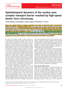 Spatiotemporal dynamics of the nuclear pore complex transport barrier resolved by high-speed atomic force microscopy