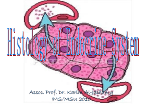 histologyofendocrinesystem-100511053554-phpapp02