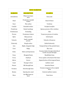 Bone Markings: Anatomy Table with Descriptions & Examples