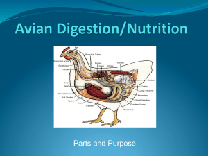 Poultry Digestive System