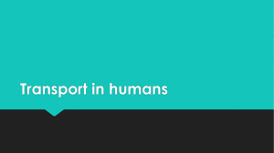 Transport in humans