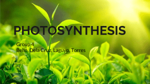 Lab Act 6 - Photosynthesis