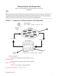 14 Photosynthesis and Respiration-KEY