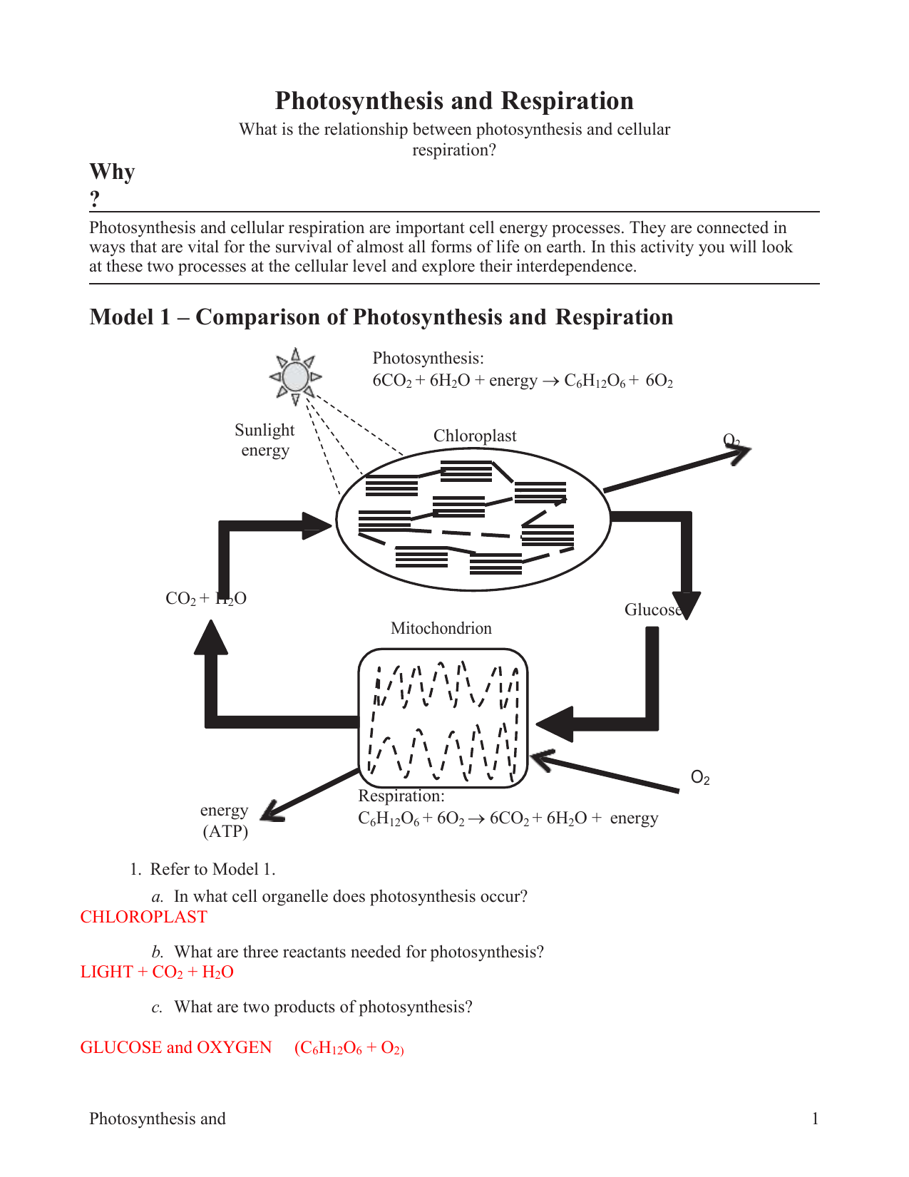 14 Photosynthesis And Respiration Key