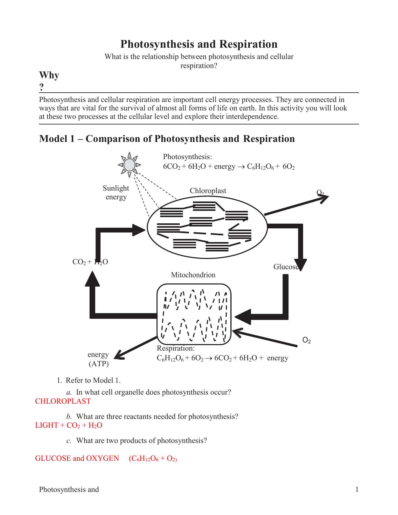 Pogil Answer Key Cellular Respiration : 1 / Pogil activities for ap ... - 025237164 1 30bc9f9cf93c885266e0b9cc2f13a493