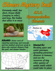 Chinese Mystery Snail