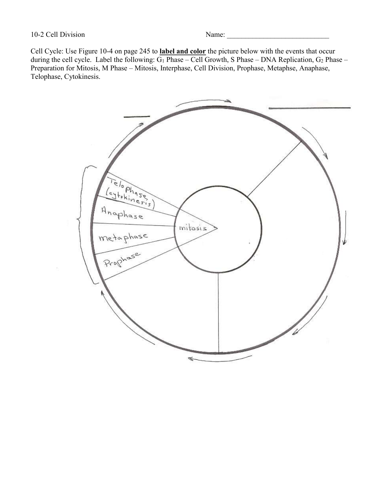 Cell Cycle Regarding Cell Cycle Coloring Worksheet