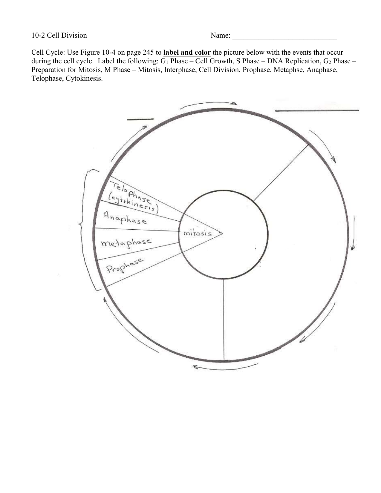 Cell Cycle Coloring Worksheet Zip Worksheet
