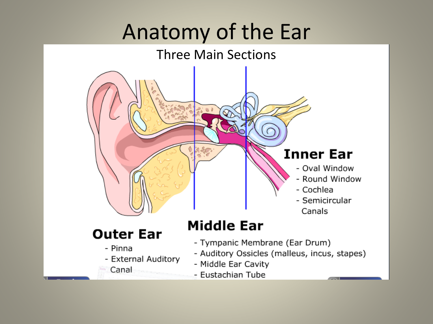 Ear Anatomy Oval Window