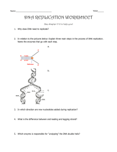DNA Replication Worksheet GP13