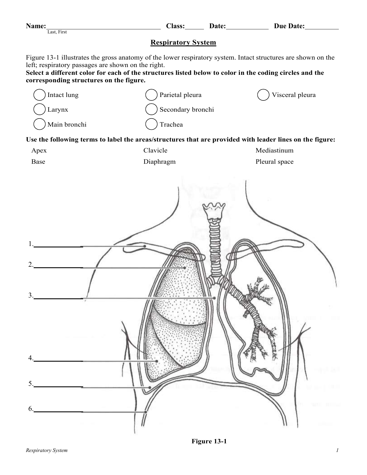 Respiratory System Worksheet