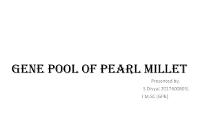 genepool of pearl millet11