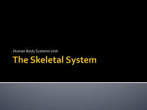 SkeletalSystemPowerPoint