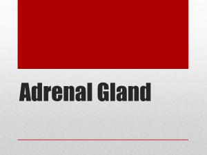 L4. Adrenal Gland