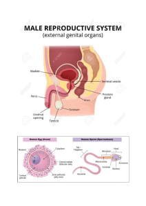 the male reproductive system grade 7