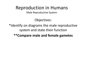présentation reproduction chez les humains