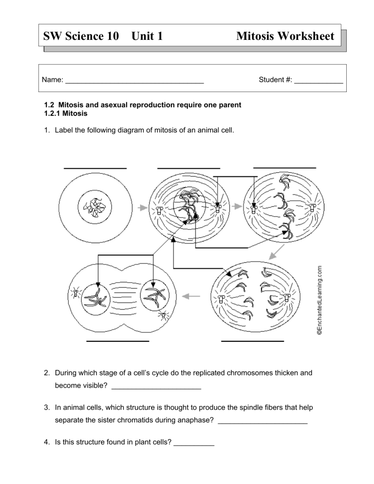 Mitosis Worksheet Cell Division Asexual Reproduction