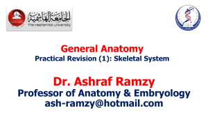 Practical Anatomy - Bones